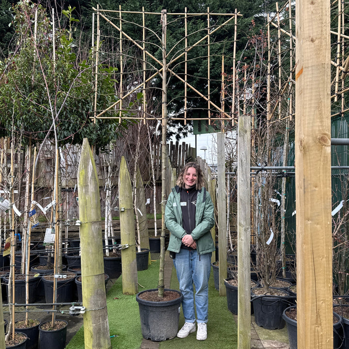 Liquidambar S. Worplesdon C45 Hs Pleached 12/14 180Cm Stem 150X120 - Trees - Windyridge Garden Centre