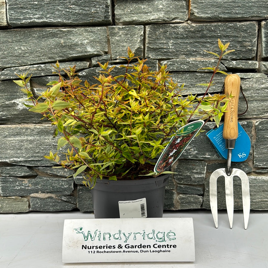 Abelia Grandifl. Kaleidoscope - Shrubs - Windyridge Garden Centre