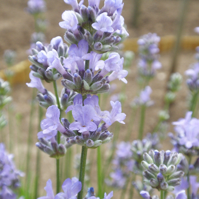 LAVANDULA an. Munstead WN