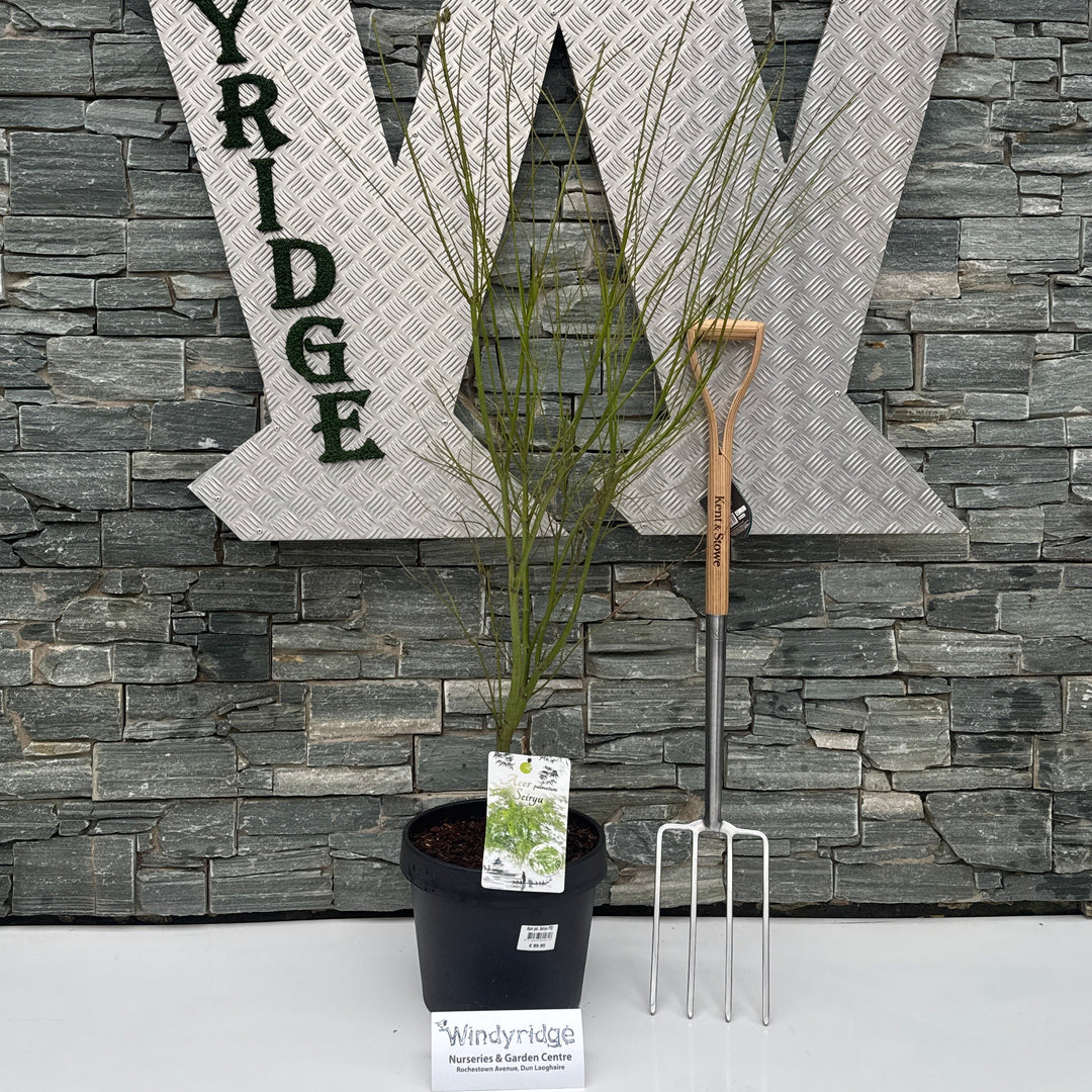 Acer Pal. Seiryu P32 - Trees - Windyridge Garden Centre