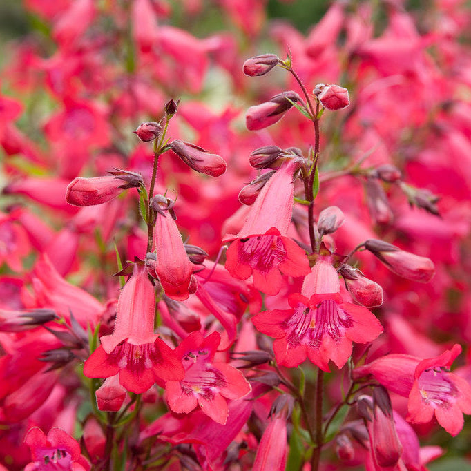 Penstemon Firebird