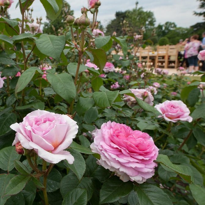 Rosa James Galway 6L