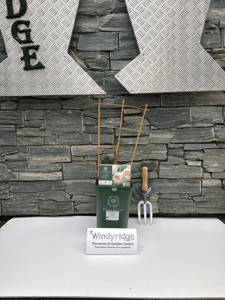 Rosa Claire Austin 6L