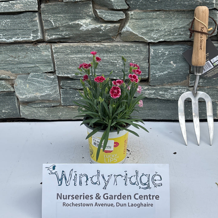 Decorative stone wall with gardening tools and a small plant against a white background.