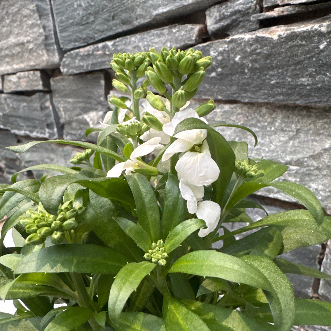 White flowers with green leaves against a stone wall background