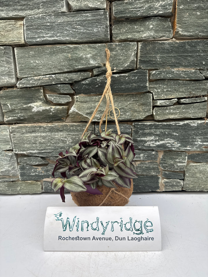 Kokodama Tradescantia  15 cm string pot