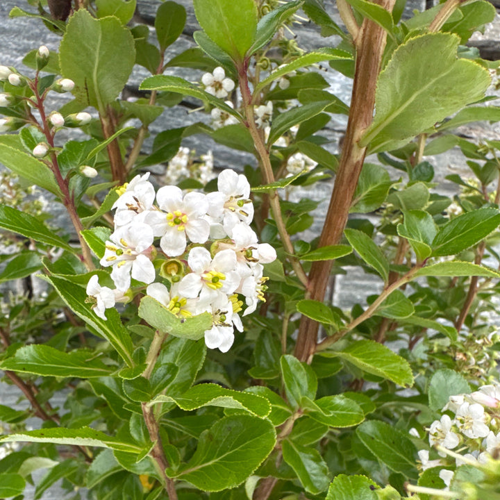 ESCALLONIA Iveyi