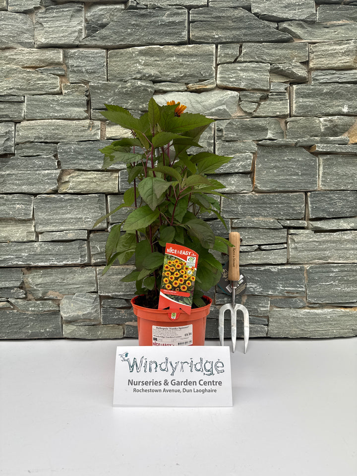 Heliopsis Funky Spinner 3lt pot