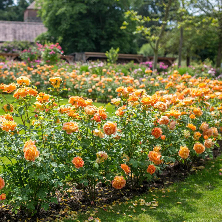 David-Austin-Rosa-Lady-of-Shalott-Flower-2