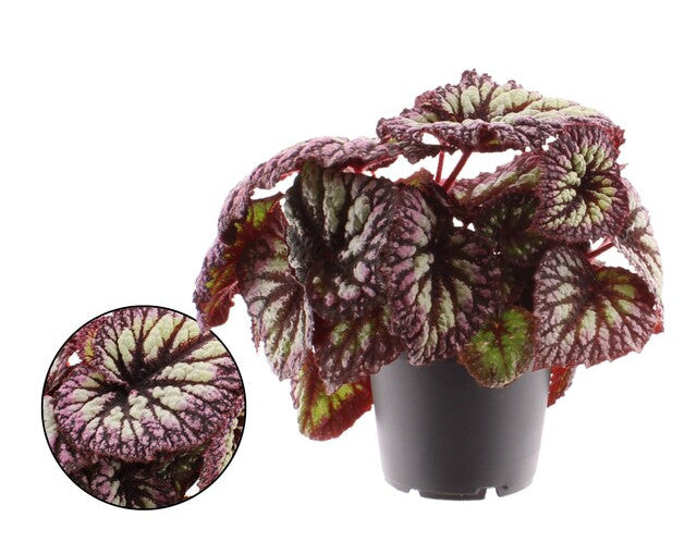 Begonia BD 'MagicColours Jive' Jive - Indoor Plants - Windyridge Garden Centre