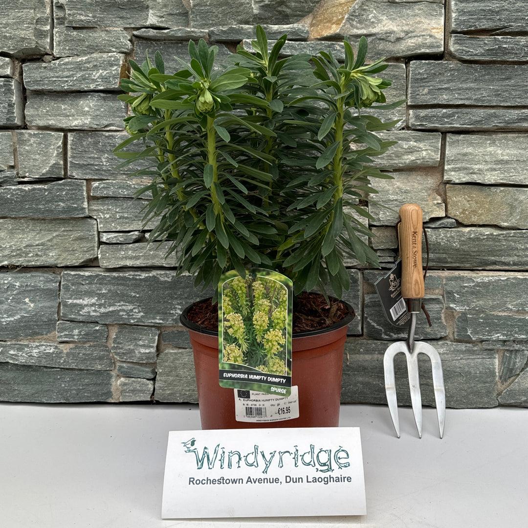 EUPHORBIA HUMPTY DUMPTY