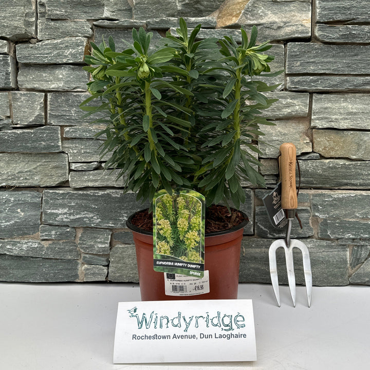 EUPHORBIA HUMPTY DUMPTY