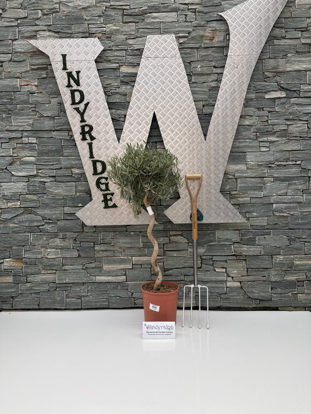 Olea Europaea Spiral P26 150cm