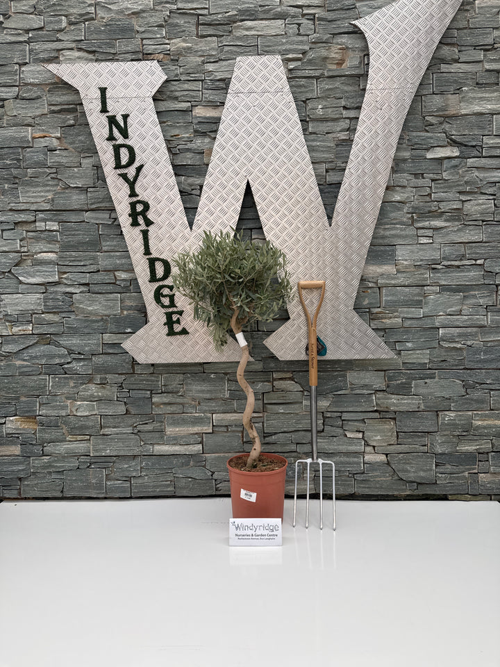 Olea Europaea Spiral P26 150cm