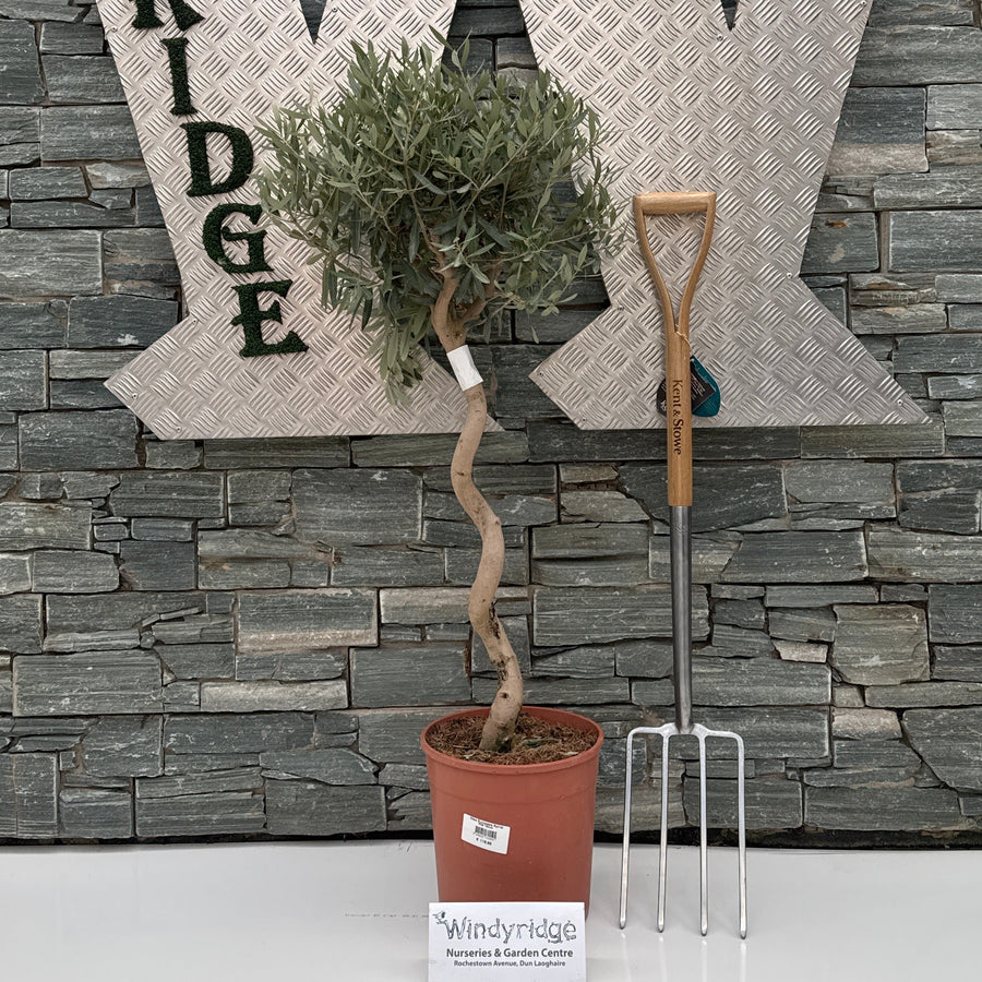 Olea Europaea Spiral P26 150Cm - Grow Your Own - Windyridge Garden Centre