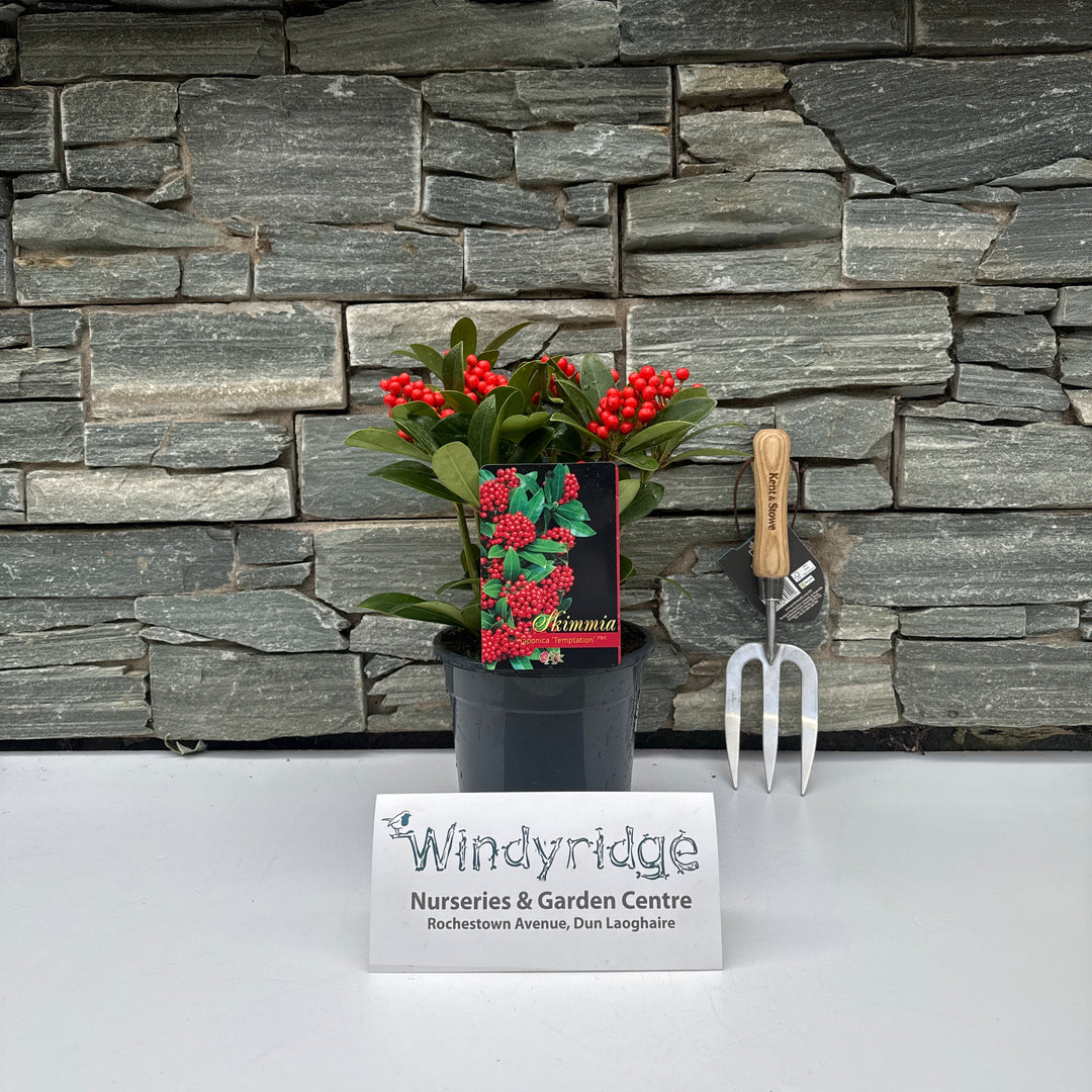 Skimmia jap Temptation  C2 8-9 clusters