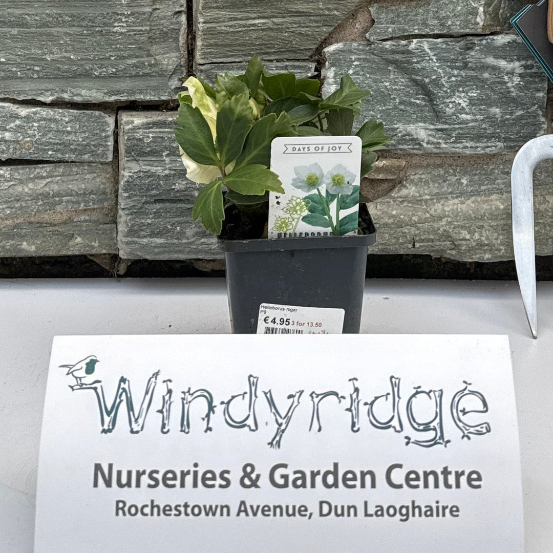 Helleborus niger  P9