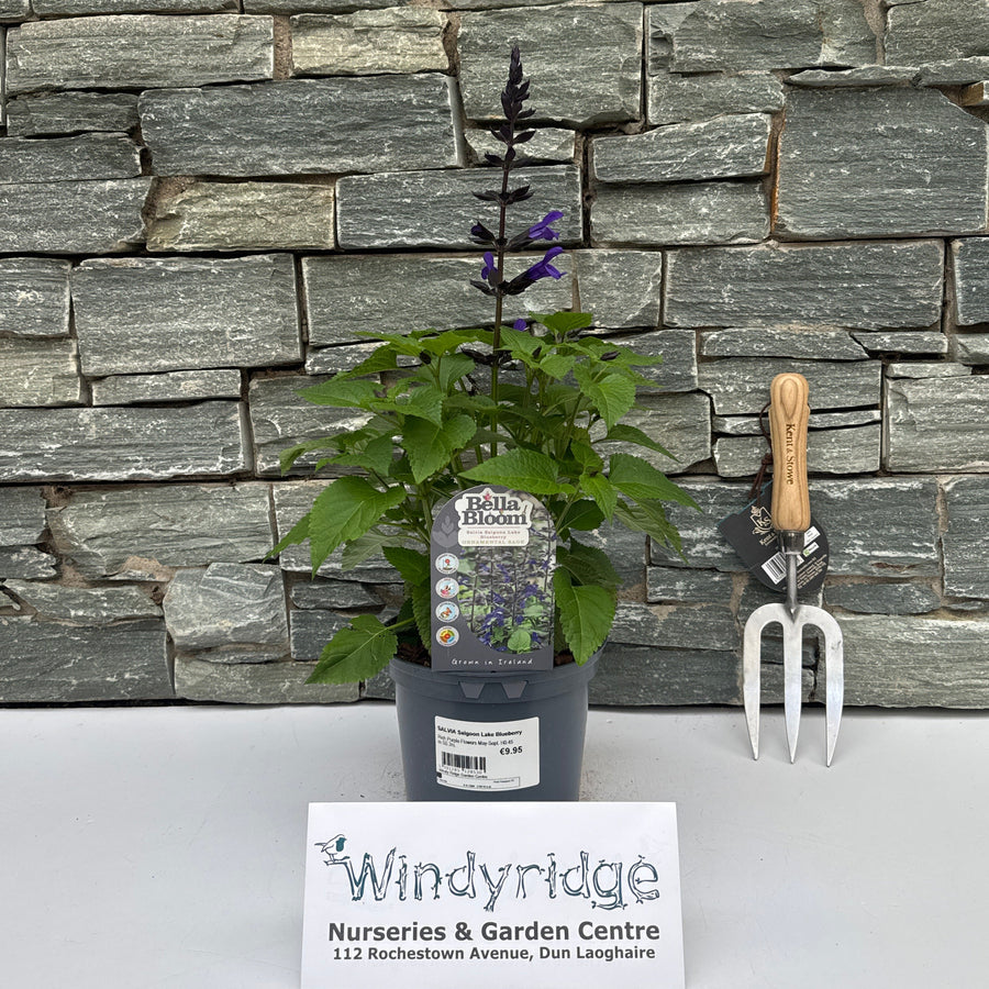 SALVIA Salgoon Lake Blueberry - Herbaceous - Windyridge Garden Centre