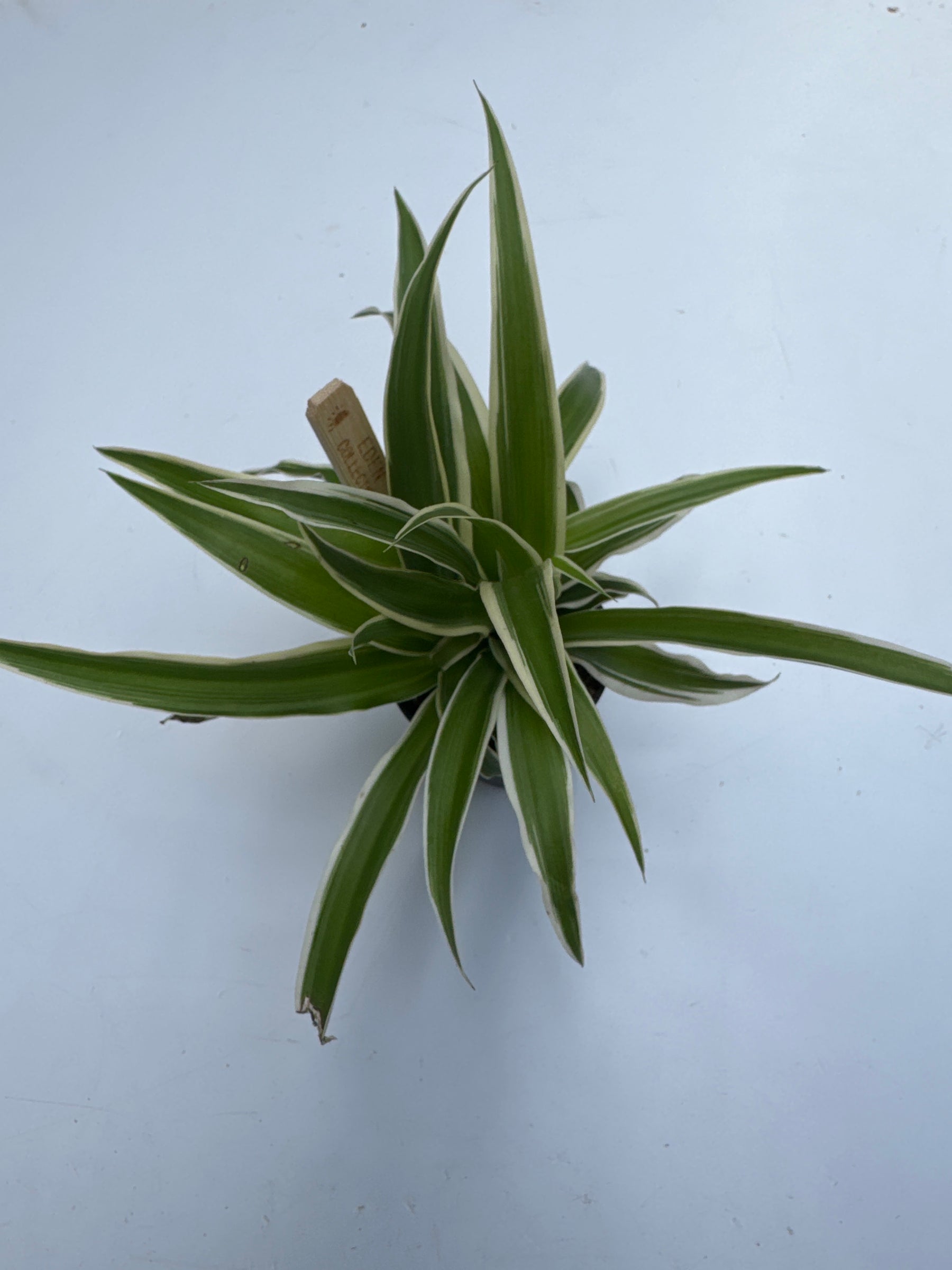 ocean spider plant Buy Chlorophytum Com. Ocean 6 Cm Pot Online