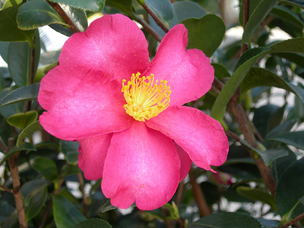 Camellia-sas.-Red-Flower-1