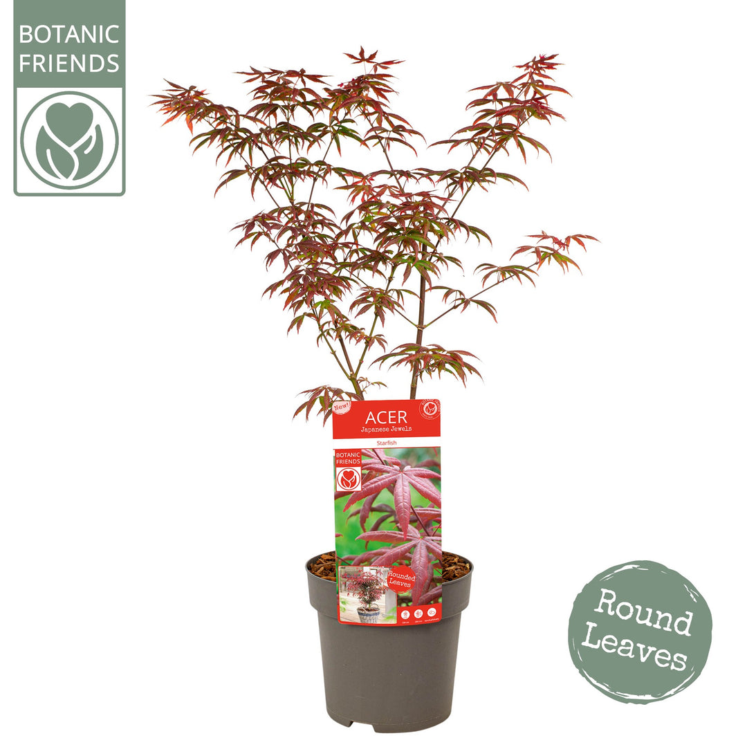 Acer pal. Starfish