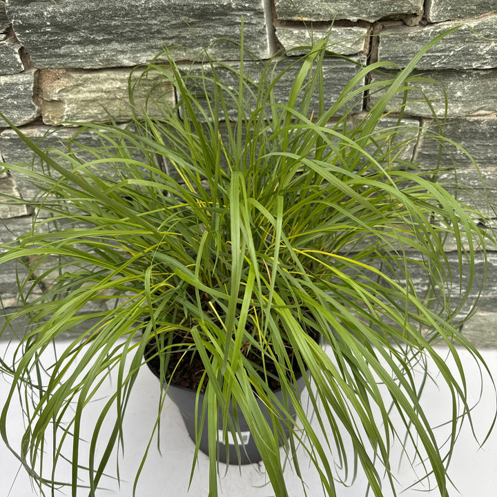 Pennisetum alop. Viridescens