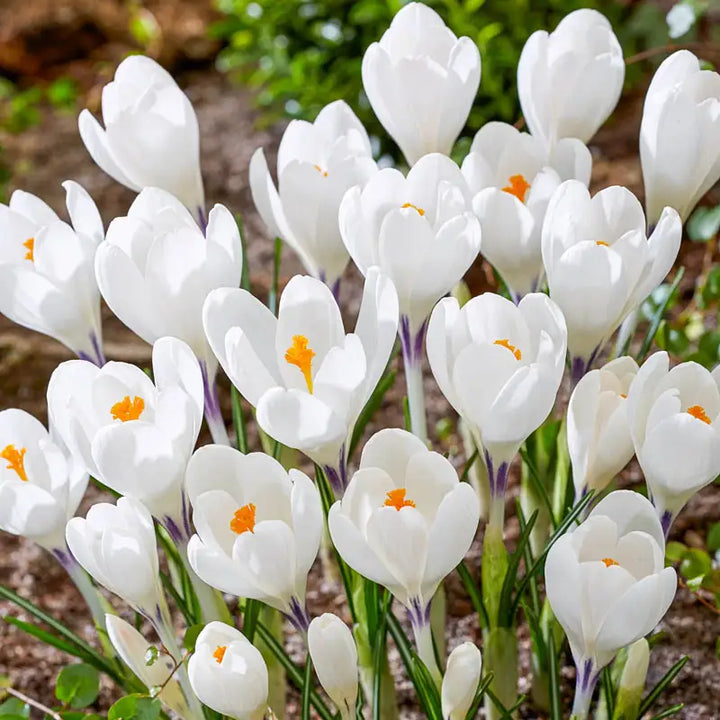 CROCUS ICE QUEEN 25