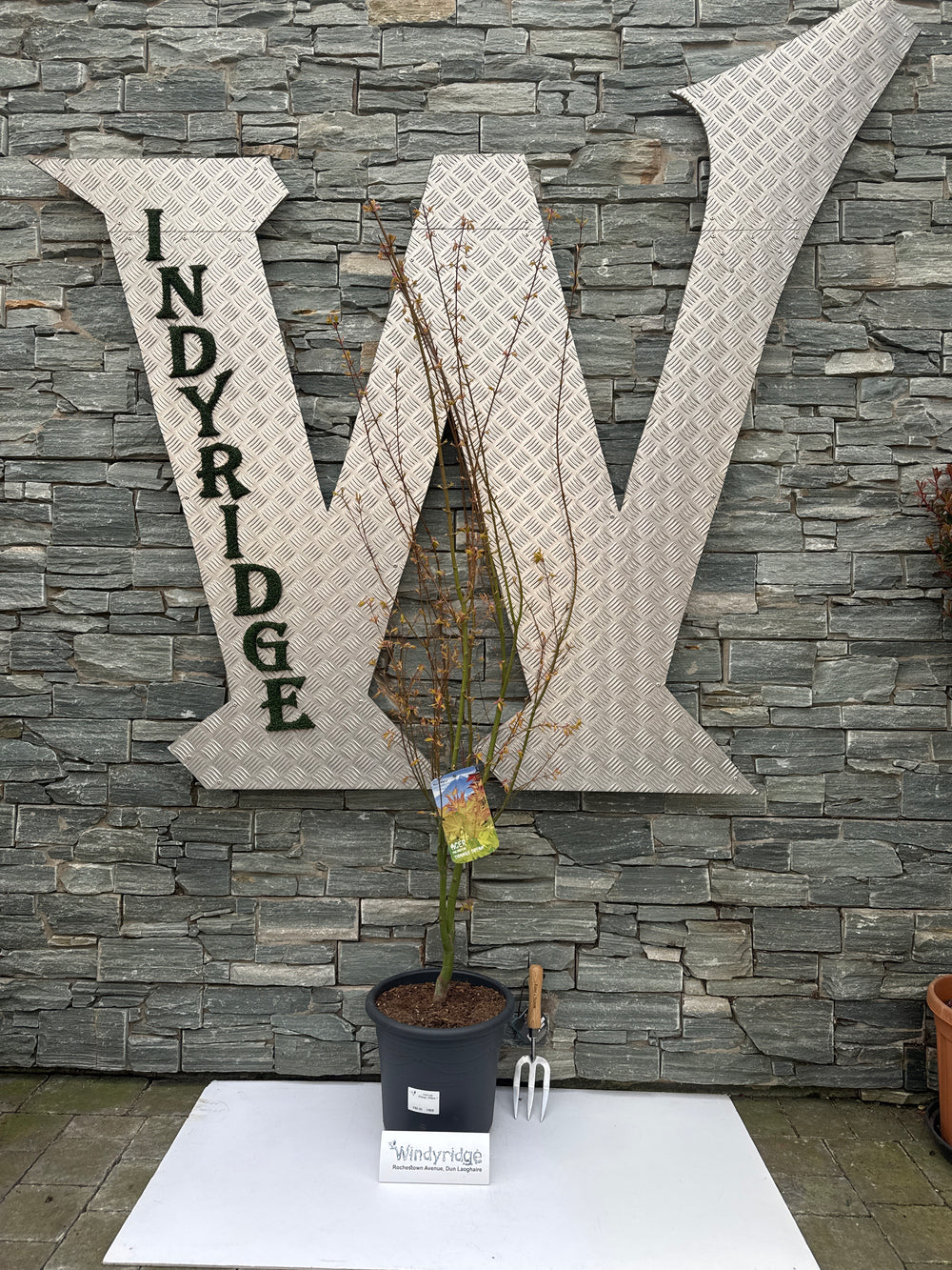 Acer Pal. Orange Dream 100-125 Cm Deco 15L. Bush - Trees - Windyridge Garden Centre