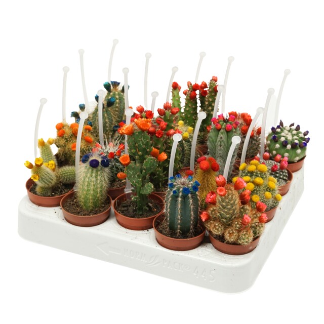 Cactus ...decorated mixed small strobloem with picker - Indoor Plants - Windyridge Garden Centre