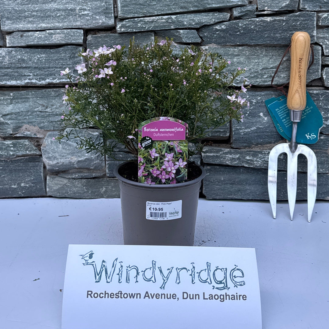 Boronia Cren. Pink Pearl  P13 - Shrubs - Windyridge Garden Centre