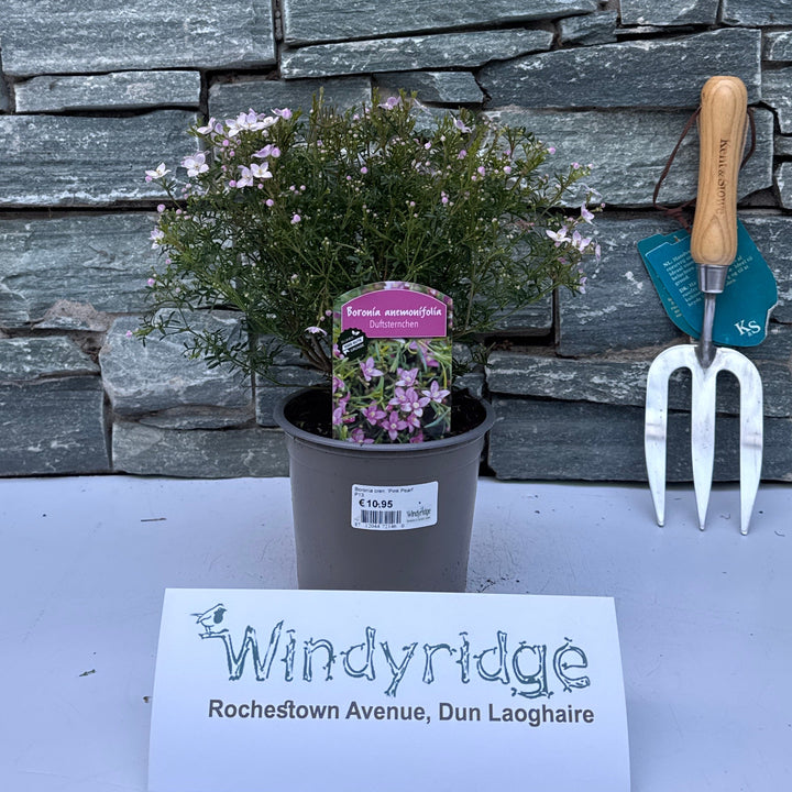 Boronia Cren. Pink Pearl  P13 - Shrubs - Windyridge Garden Centre
