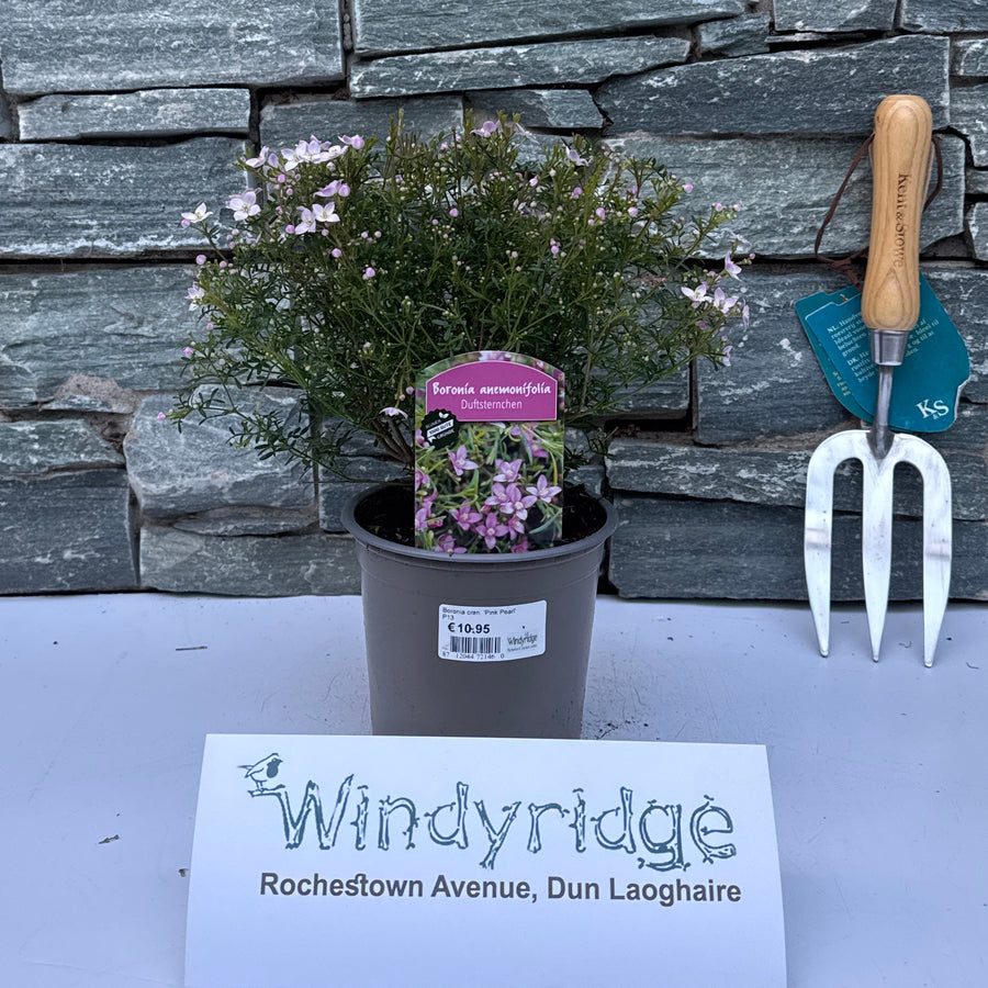 Boronia Cren. Pink Pearl  P13 - Shrubs - Windyridge Garden Centre