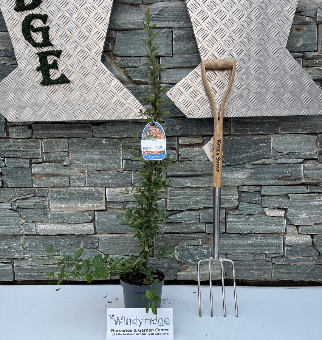 Pyracantha 'Renault d'Or' 2 Ltr, single cane