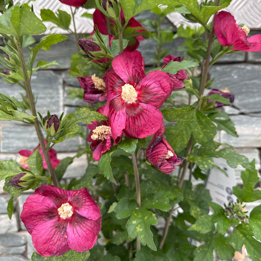 Hibiscus syriacus Rote Heinje