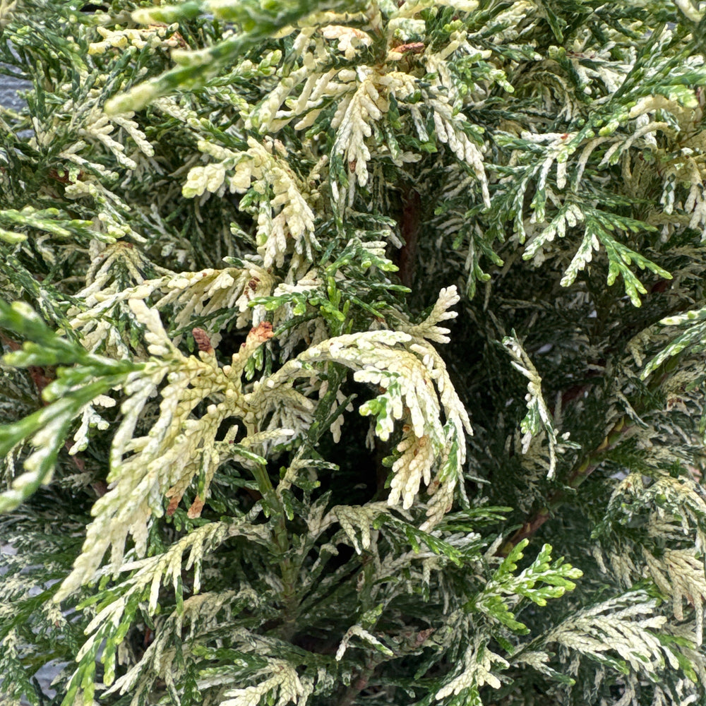 Chamaecyparis Laws. Pearly Swirls - Shrubs - Windyridge Garden Centre