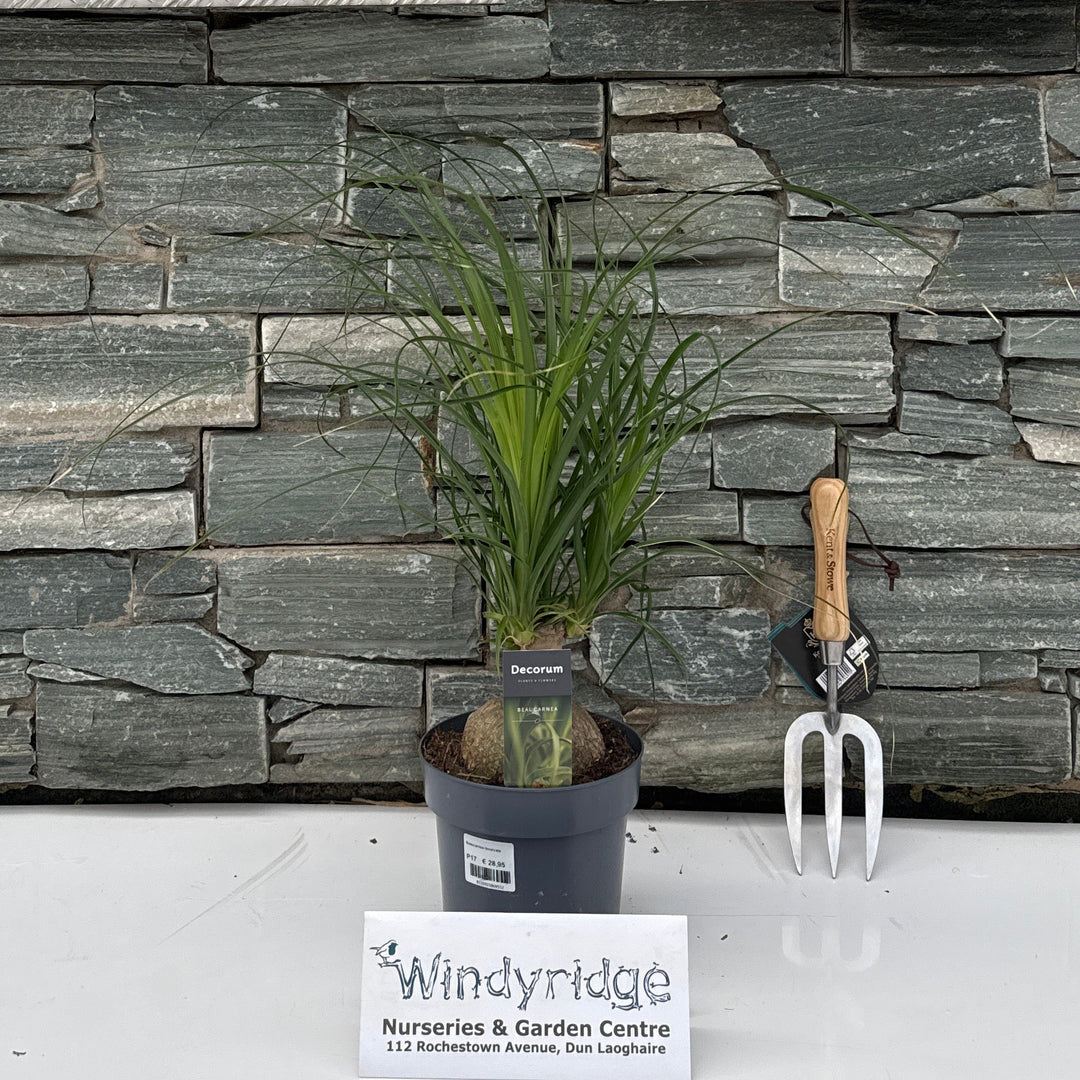 Beaucarnea recurvata Pot 17cm