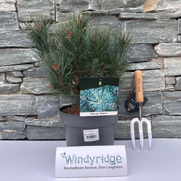 Pinus sylvestris Watereri Pinus sylv. Watereri P23 Pot pressed