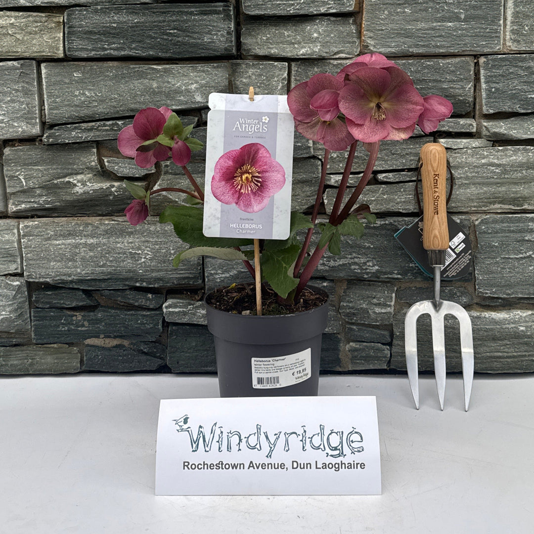Lenten Rose (Helleborus Charmer)