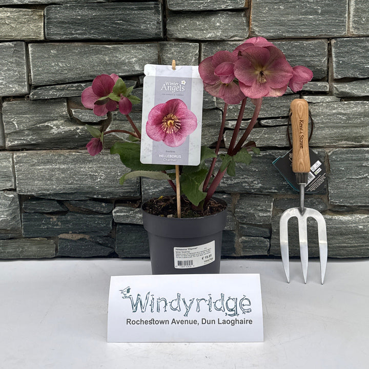 Lenten Rose (Helleborus Charmer)