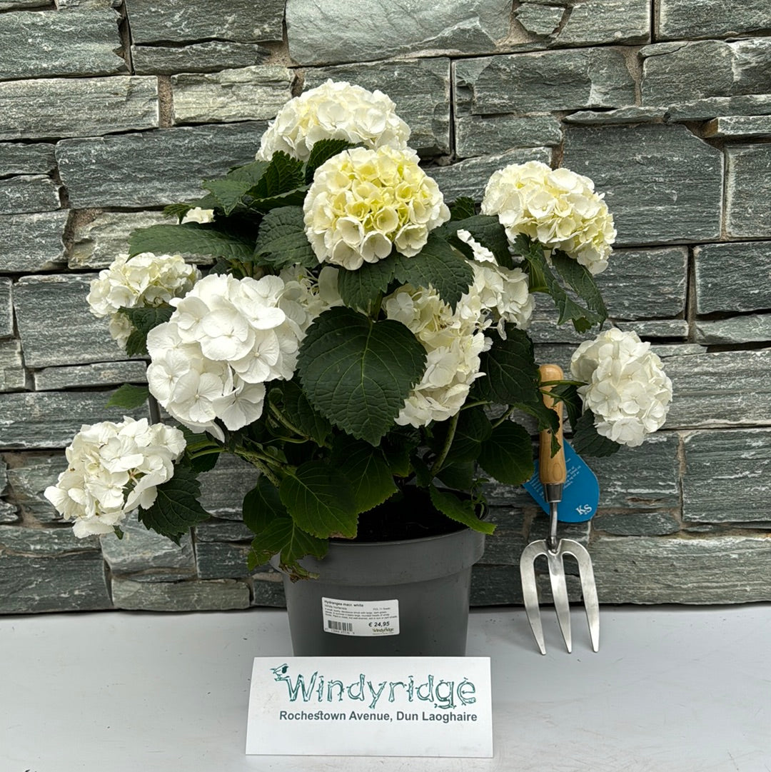Hydrangea Macr White P23 7 Flower Windyridge Garden Centre hydrangea-macr-white-p23-7-flower-windyridge-garden-centre