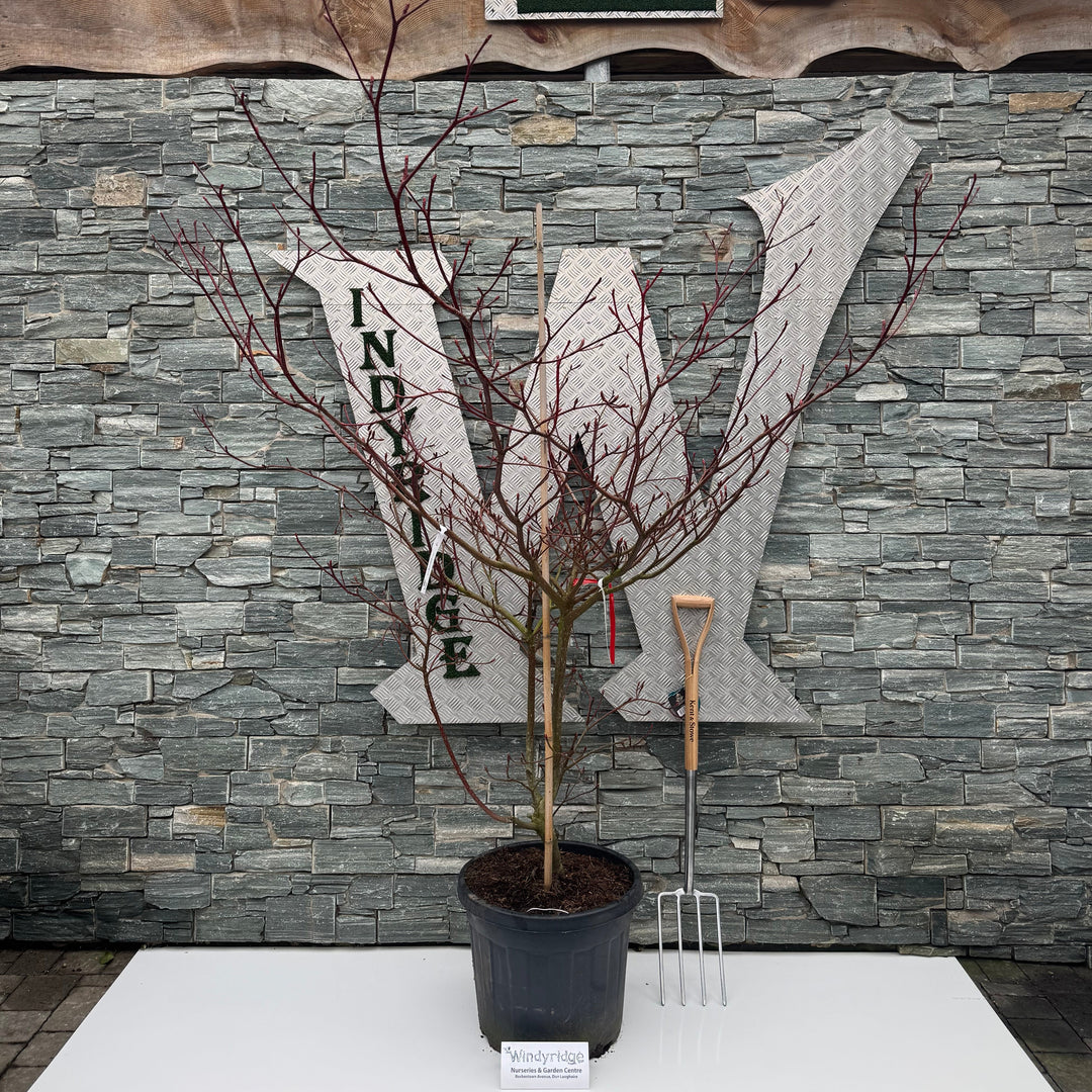 Cornus Controversa Variegata C50 Multistem 175-200 - Trees - Windyridge Garden Centre