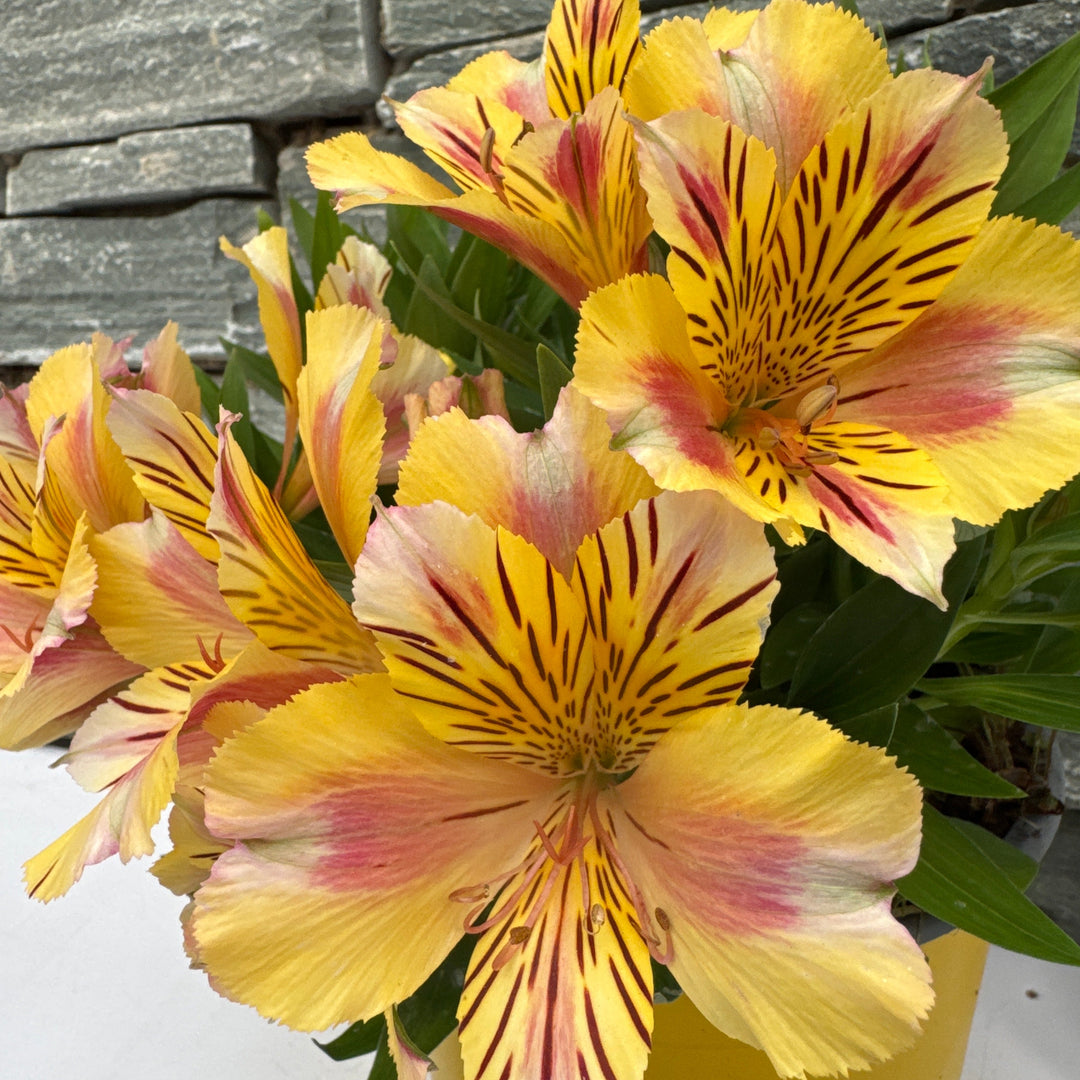 Alstroemeria Colorita Sara 3ltr pot