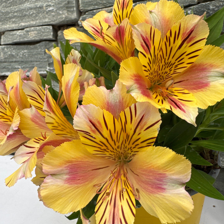 Alstroemeria Colorita Sara 3ltr pot