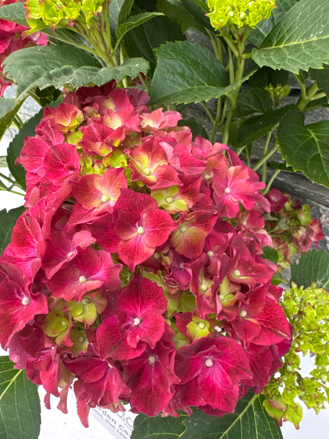 Hydrangea macr. red P23, 10+ flwr.