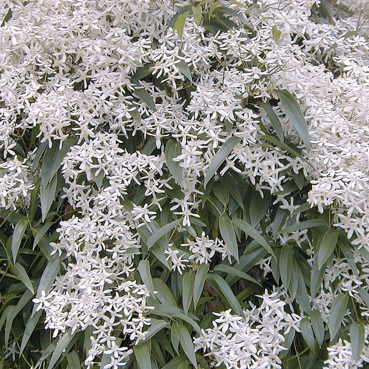 A. Barra, licensed under the Creative Commons Attribution-Share Alike 3.0 Unported license.