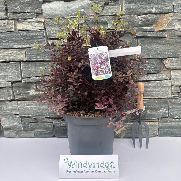 PITTOSPORUM tenu.Bannow Bay    7.5L