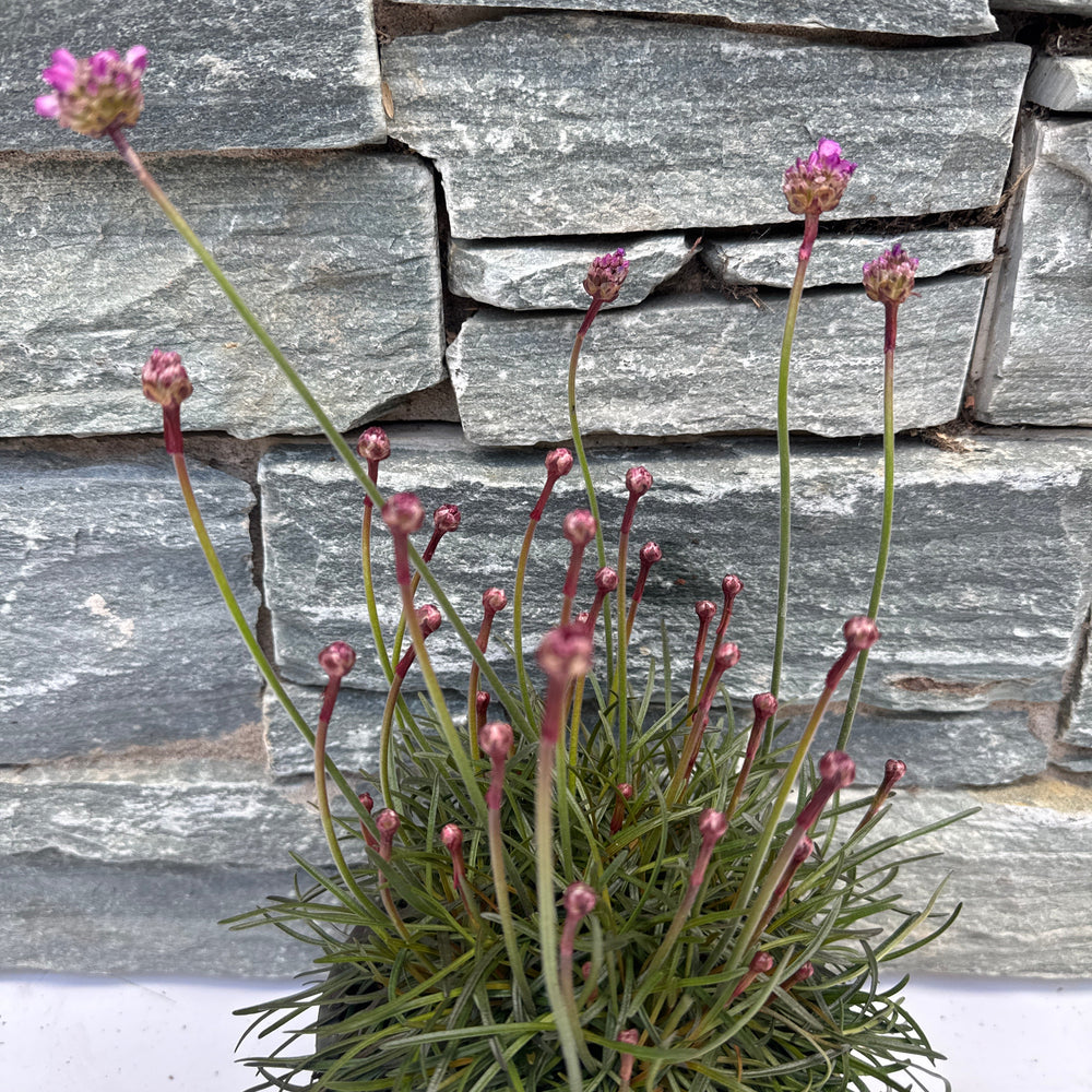 Armeria Mar. 'Rubrifolia' 30-35 Cm. - Herbaceous - Windyridge Garden Centre