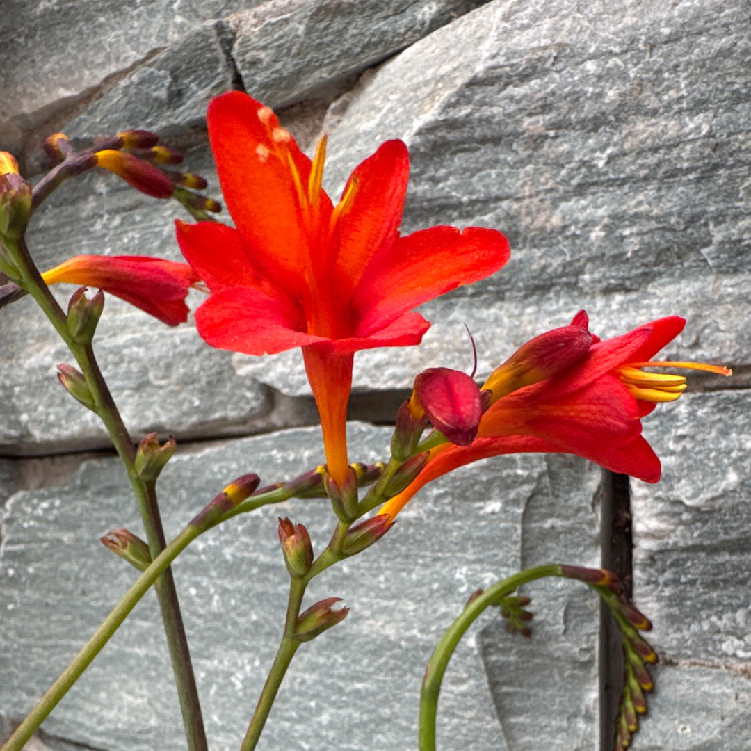 CROCOSMIA Anna Marie
