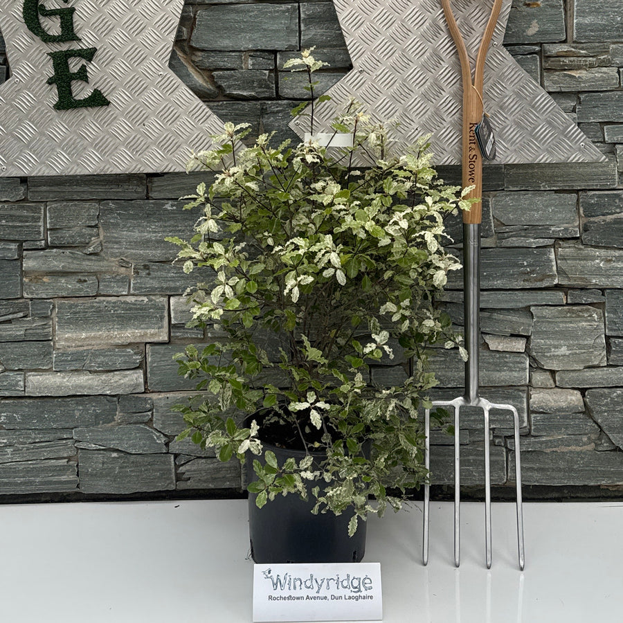 Pittosporum Irene Patterson - Shrubs - Windyridge Garden Centre