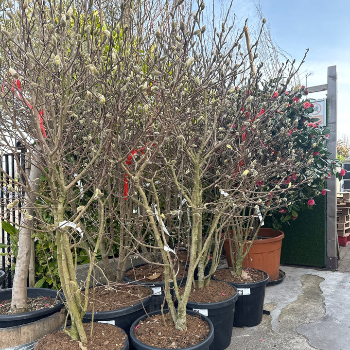 Magnolia stellata 150-175, C45, SOL   